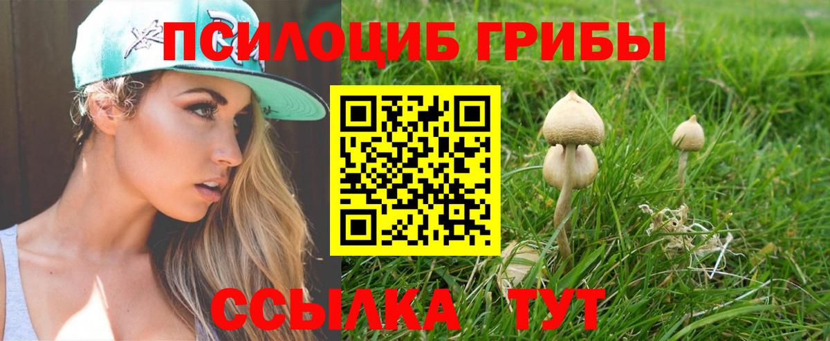 Псилоцибиновые грибы Cubensis Прохладный